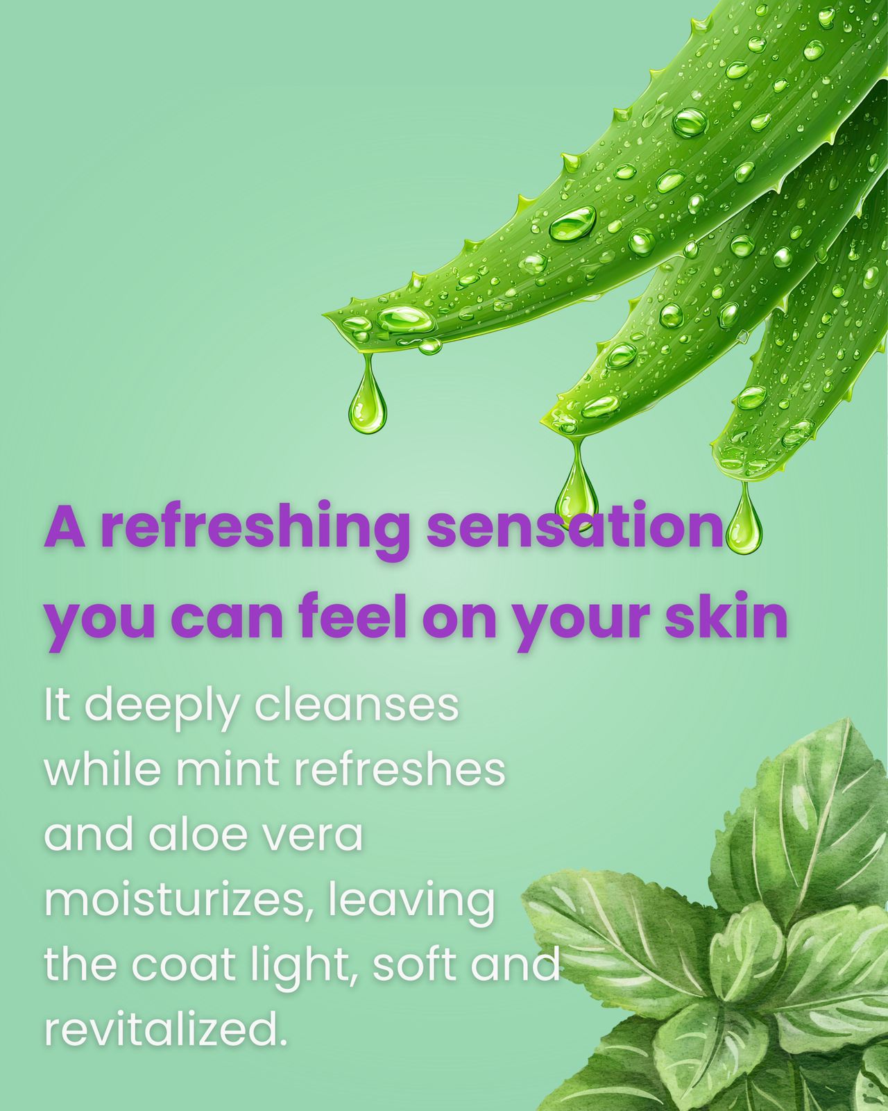Fresh Mint & Aloe Shampoo 5L